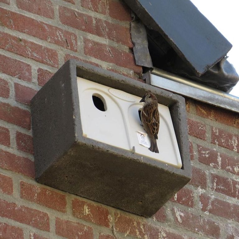 woodstone-build-in-house-sparrow-nest-box-uk-vivara-pro